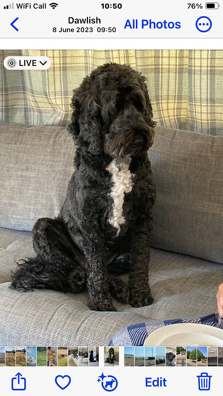 Colin is registered to the contest to win money with this photo: canidae, carnivore, companion_dog, dog, dog_breed, flooring, font, fur, liver, mammal, poodle, rectangle, screenshot, snout, sporting_group, terrier, toy_dog, vertebrate, water_dog, working_animal