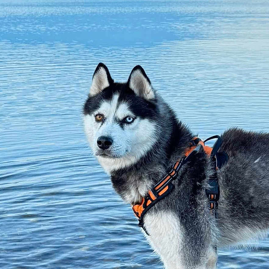 Tokyo a rejoint le concours — aidez-le/la à gagner de superbes lots ! animal, blue_eyes, calm, canine, dog, fur, harness, heterochromia, lake, mountain, nature, outdoor, pet, reflection, scenic, siberian_husky, standing, summer, water, wilderness