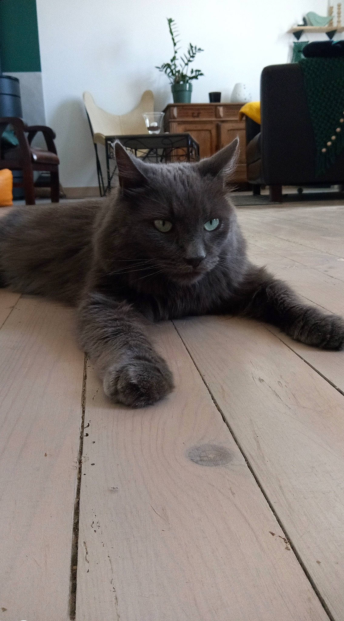 Kraken participe au concours pour gagner de l'argent avec cette photo : black_cat, carnivore, cat, chair, comfort, domestic_short_haired_cat, felidae, floor, flooring, fur, grey, hardwood, houseplant, plant, small_to_medium_sized_cats, snout, tail, whiskers, wood, wood_flooring