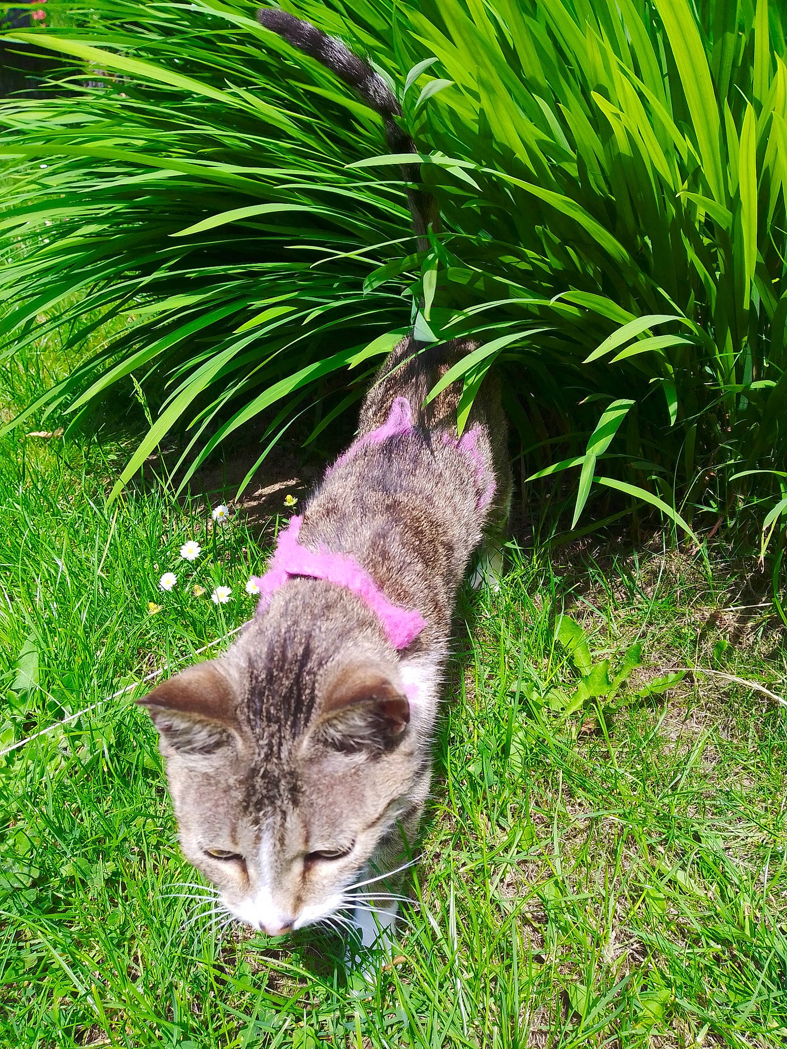 Tigresse a rejoint le concours — aidez-le/la à gagner de superbes lots ! botany, carnivore, cat, domestic_short_haired_cat, fawn, felidae, fur, grass, grass_family, grassland, groundcover, lawn, plant, small_to_medium_sized_cats, snout, tail, terrestrial_animal, terrestrial_plant, vegetation, whiskers