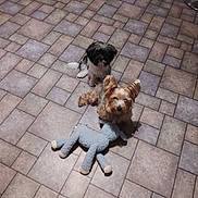 Beau And Dallas joined the competition — help win amazing prizes! animal, black_and_white_dog, brown_dog, cozy, cute, dog, ears, floor, furry, home, indoor, looking_up, pet, playful, plush_toy, puppy, sitting, small_dog, tile_floor, toy