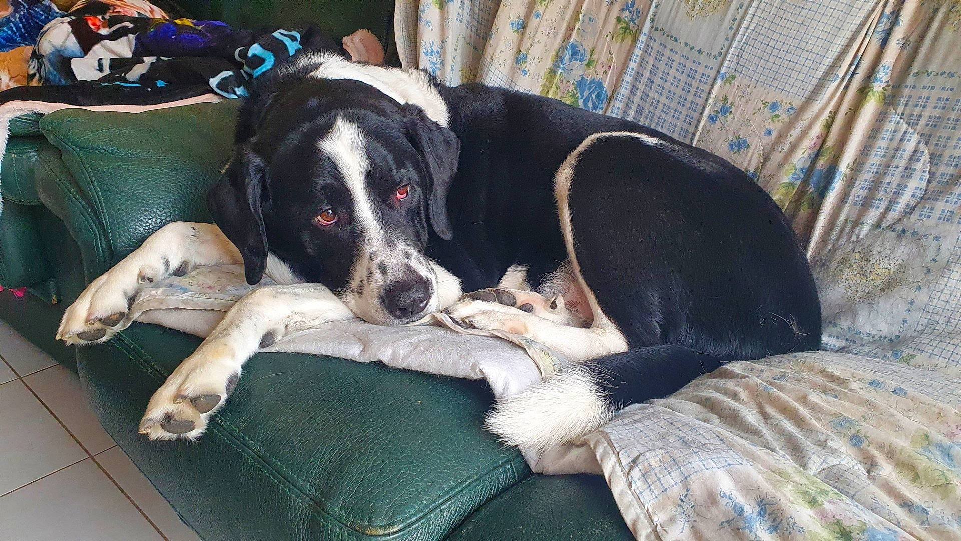 Beethoven participe au concours pour gagner de l'argent avec cette photo : bored, canidae, carnivore, comfort, companion_dog, dog, dog_breed, dog_supply, snout, sporting_group, working_animal, working_dog