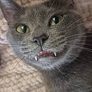 Jax joined the competition — help win amazing prizes! cat, gray_cat, close_up, fangs, whiskers, green_eyes, pet, animal, cute, lying_down, texture, blanket, indoor, fur, face, mischievous, curious, domestic_cat, portrait, feline