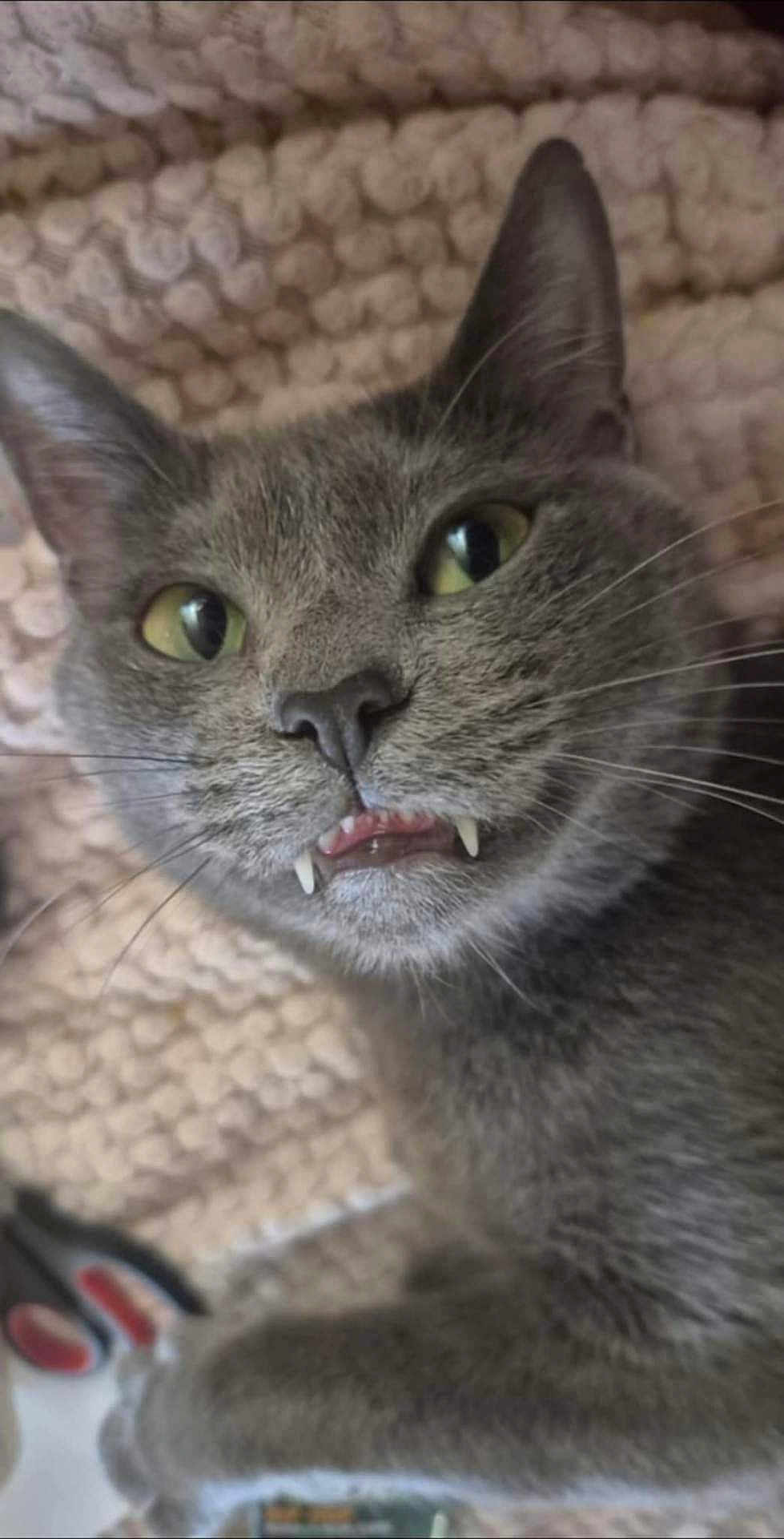 Jax joined the competition — help win amazing prizes! cat, gray_cat, close_up, fangs, whiskers, green_eyes, pet, animal, cute, lying_down, texture, blanket, indoor, fur, face, mischievous, curious, domestic_cat, portrait, feline