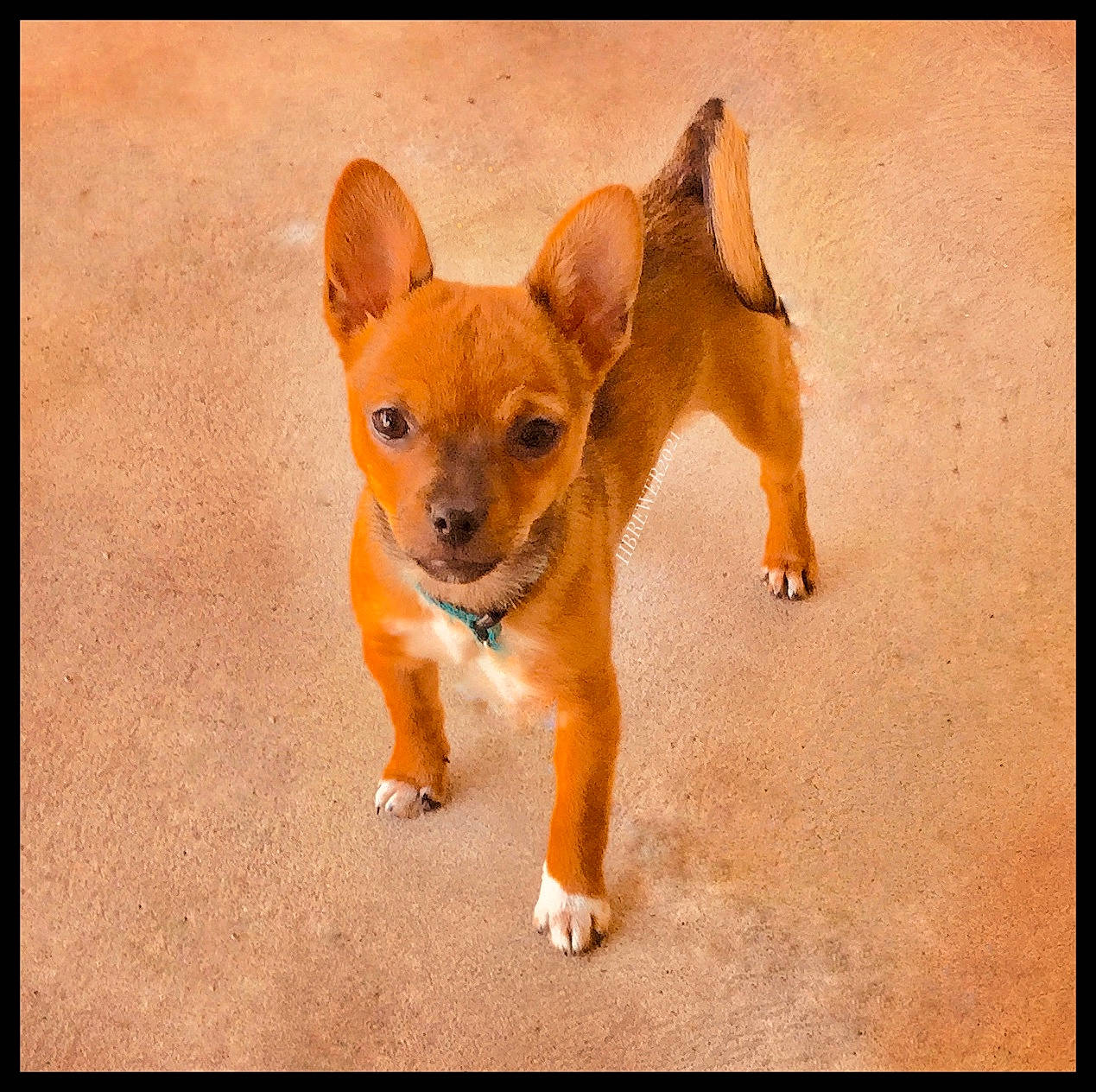 Paisley is registered to the contest to win money with this photo: canidae, carnivore, chihuahua, comfort, companion_dog, dog, dog_breed, ear, eye, fawn, fur, paw, snout, sporting_group, tail, terrestrial_animal, toy_dog, whiskers, wood, working_animal