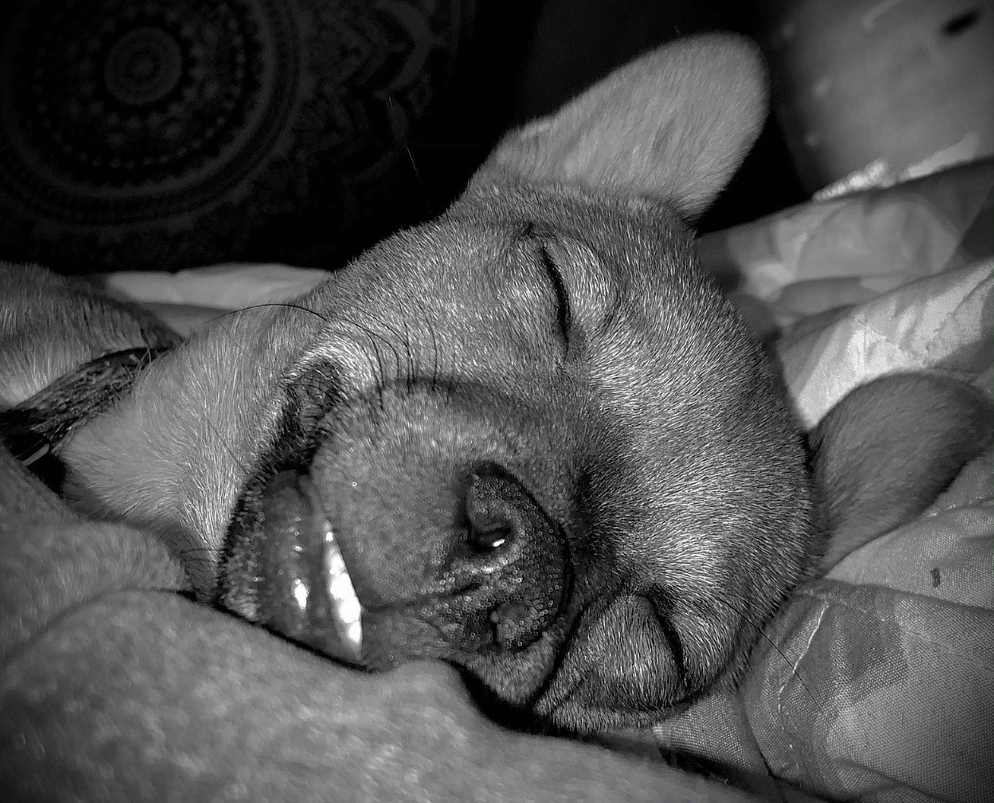 Paisley is registered to the contest to win money with this photo: bored, comfort, dog_breed, ear, eye, facial_hair, fawn, flash_photography, gesture, grey, human_body, jaw, leg, monochrome, monochrome_photography, nose, snout, sporting_group, whiskers, wrinkle