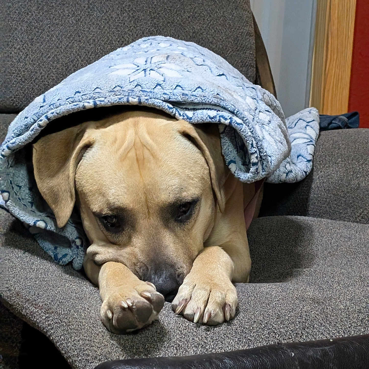 Doug is registered to the contest to win money with this photo: animal, armchair, beagle, blanket, boxer, bulldog, canine, chair, clothing, couch, cushion, dog, furniture, homedecor, hound, knitwear, labradorretriever, pet, puppy, sweater