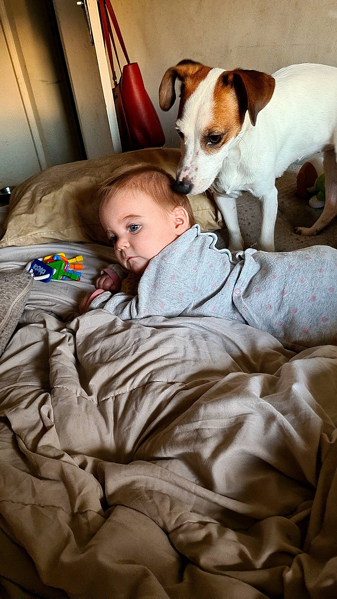 Leïlany participe au concours pour gagner de l'argent avec cette photo : baby, canidae, carnivore, comfort, companion_dog, couch, dog, dog_breed, fawn, fur, linens, living_room, mammal, nap, person, sitting, snout, sporting_group, throw_pillow, toddler