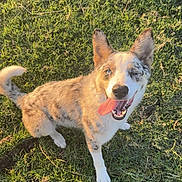 Arlin is registered to the contest to win money with this photo: dog, canine, pet, grass, outdoor, sunlight, happy, tongue_out, sitting, animal, playful, one_eye_closed, spotted_coat, ears_up, nature, greenery, summer, daylight, fur, friendly