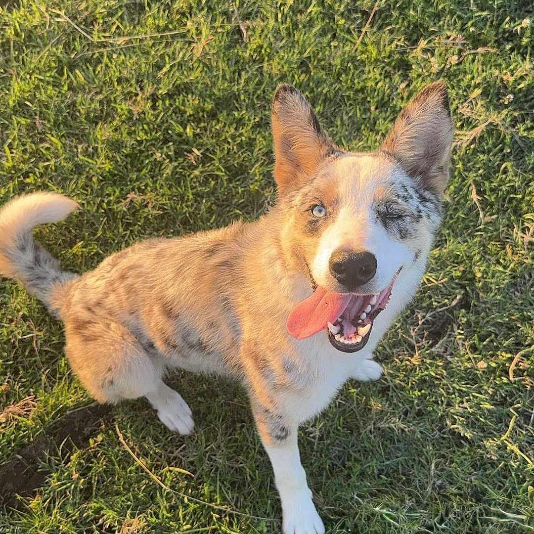 Arlin is registered to the contest to win money with this photo: animal, canine, daylight, dog, ears_up, friendly, fur, grass, greenery, happy, nature, one_eye_closed, outdoor, pet, playful, sitting, spotted_coat, summer, sunlight, tongue_out