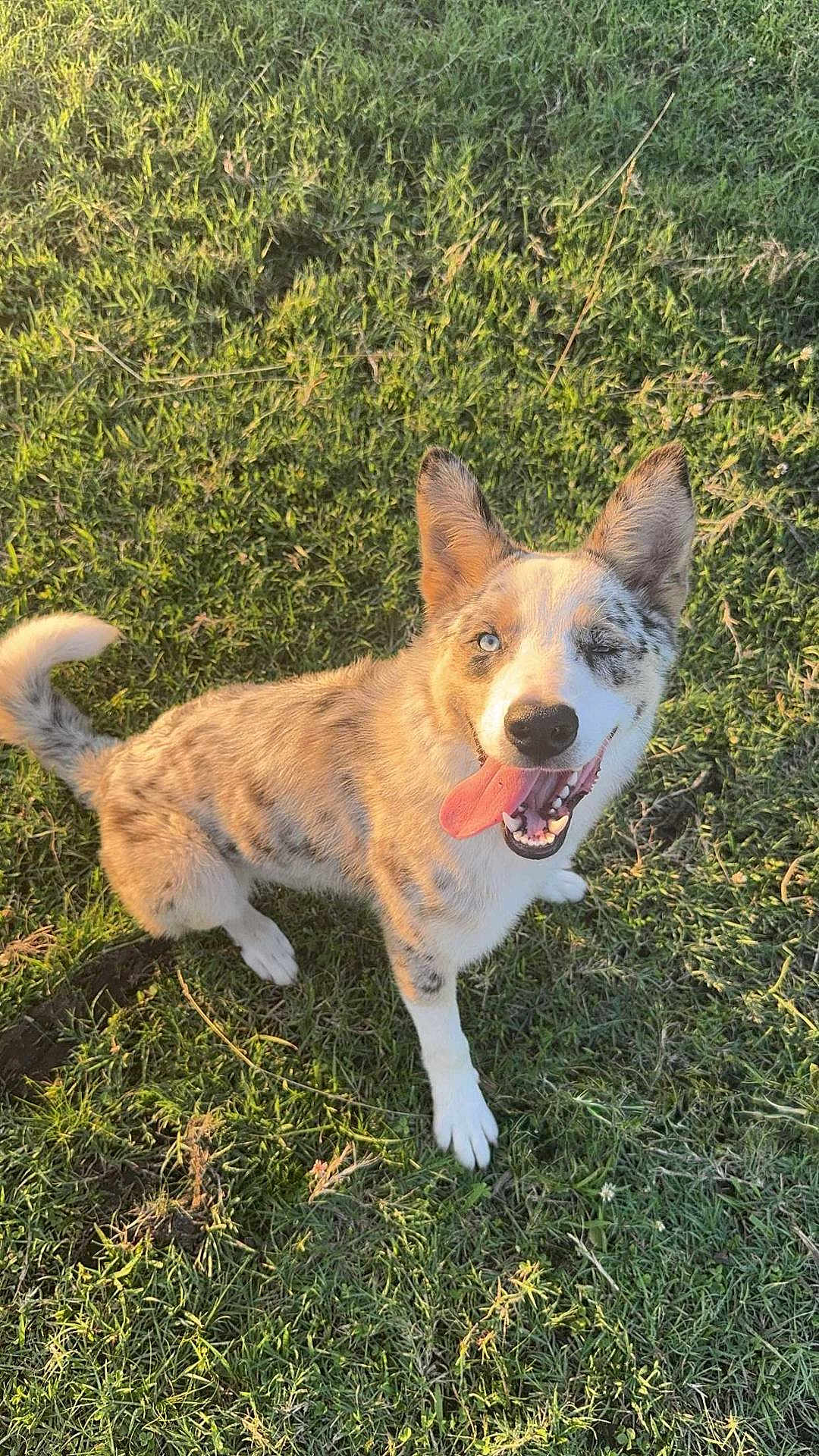 Arlin is registered to the contest to win money with this photo: dog, canine, pet, grass, outdoor, sunlight, happy, tongue_out, sitting, animal, playful, one_eye_closed, spotted_coat, ears_up, nature, greenery, summer, daylight, fur, friendly