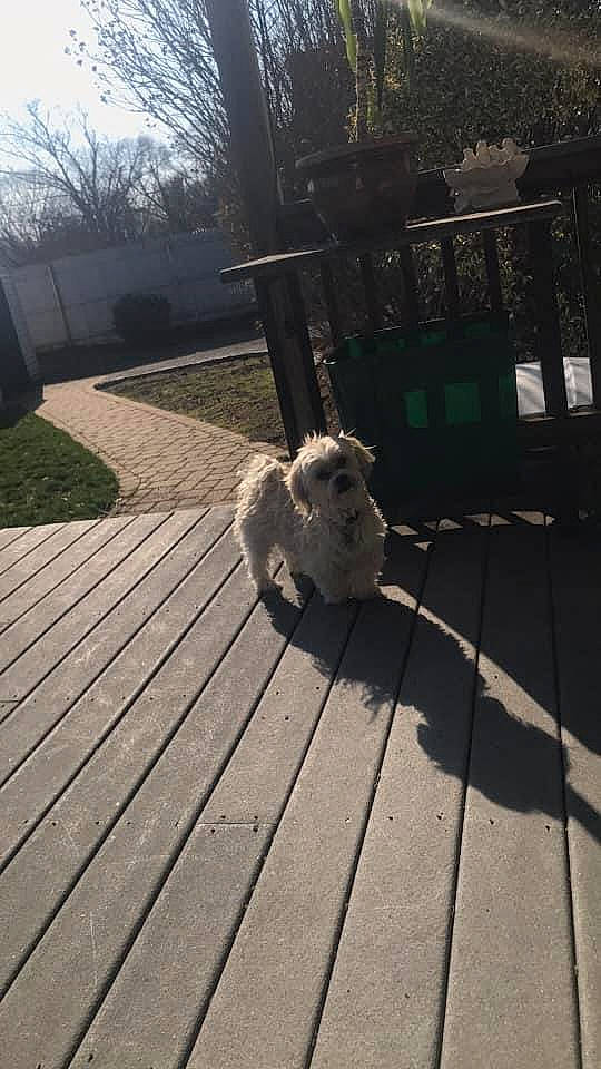 Max is registered to the contest to win money with this photo: beak, carnivore, chair, companion_dog, deck, fawn, felidae, fence, flooring, grass, hardwood, plant, rabbits_and_hares, sidewalk, small_to_medium_sized_cats, tail, tree, walkway, whiskers, wood