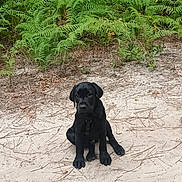 Loky participe au concours pour gagner de l'argent avec cette photo : puppy, dog, black_dog, outdoor, sand, fern, nature, animal, pet, young_dog, grass, green, sitting, canine, forest_floor, leaf, playful, cute, young_animal, wilderness