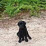 puppy, dog, black_dog, outdoor, sand, fern, nature, animal, pet, young_dog, grass, green, sitting, canine, forest_floor, leaf, playful, cute, young_animal, wilderness