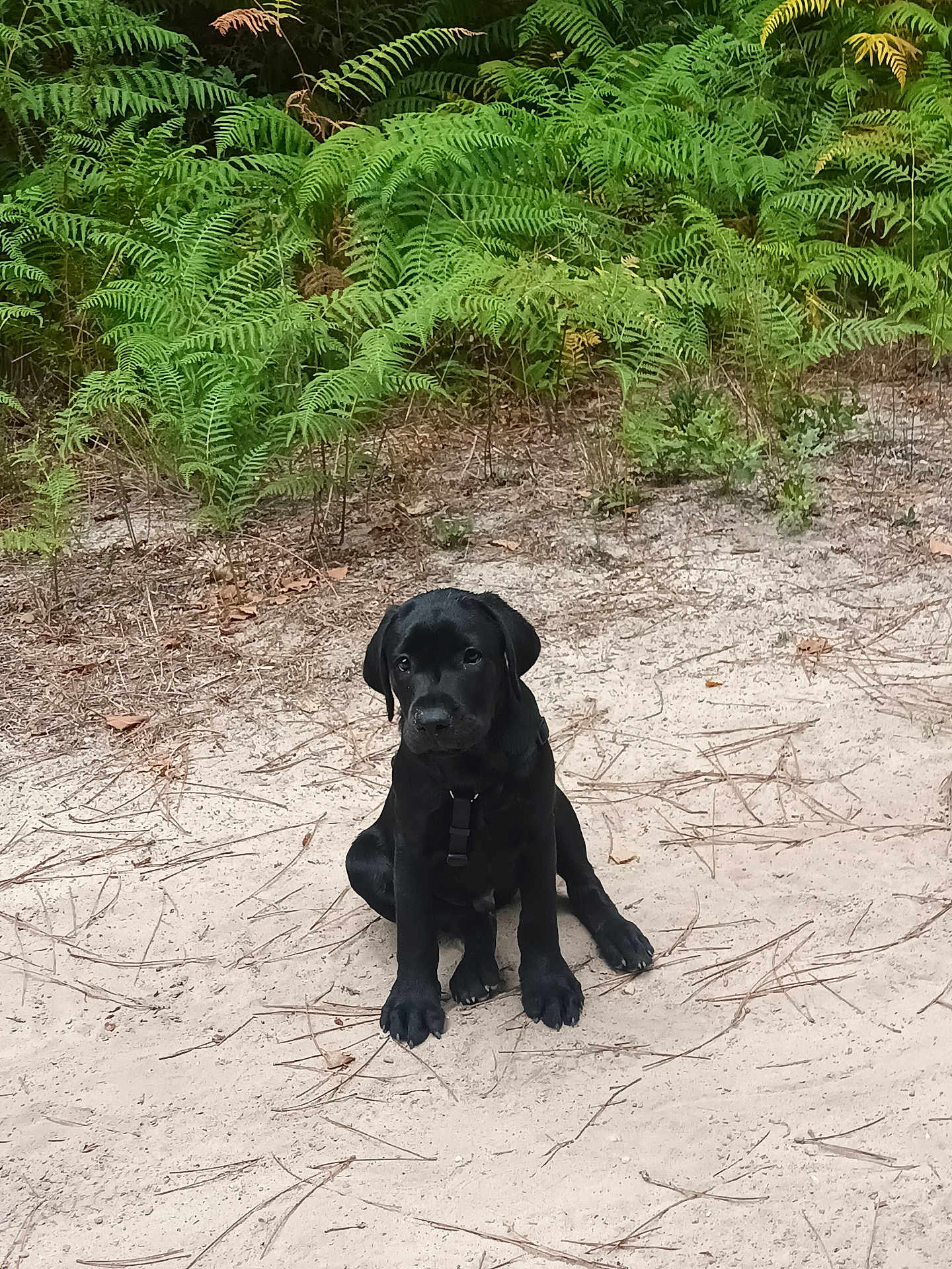 Loky participe au concours pour gagner de l'argent avec cette photo : puppy, dog, black_dog, outdoor, sand, fern, nature, animal, pet, young_dog, grass, green, sitting, canine, forest_floor, leaf, playful, cute, young_animal, wilderness