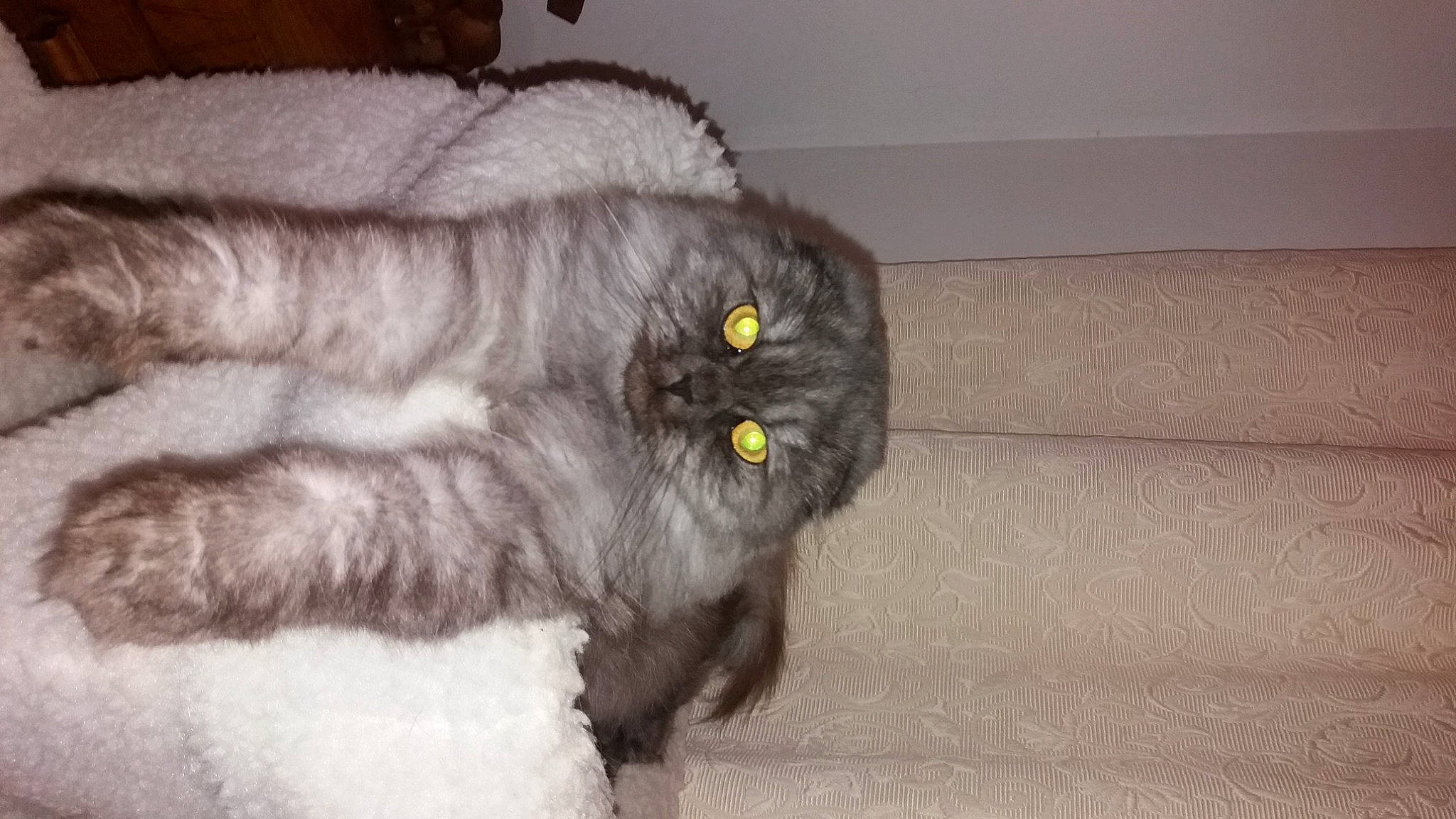 Odyssée participe au concours pour gagner de l'argent avec cette photo : black_cat, british_longhair, carnivore, cat, claw, eye, fawn, felidae, fur, grey, hardwood, paw, small_to_medium_sized_cats, snout, tail, terrestrial_animal, whiskers, wood