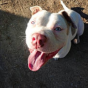 Bleu a rejoint le concours — aidez-le/la à gagner de superbes lots ! dog, pitbull, blue_eyes, tongue_out, happy, outdoor, sunlight, closeup, pet, canine, white_fur, brown_spots, smiling, animal, looking_up, playful, shadow, ground, ears, cute