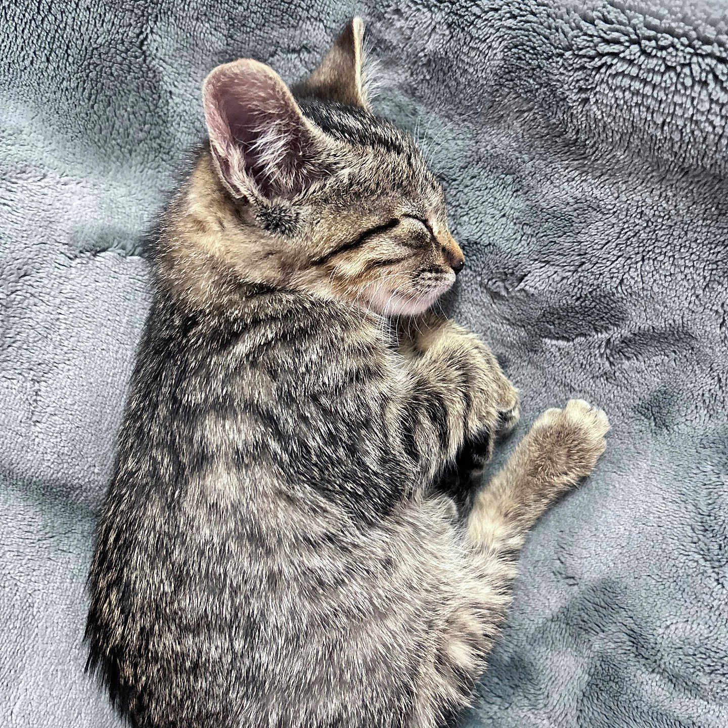Lola joined the competition — help win amazing prizes! animal, blanket, cat, cozy, cute, domestic_cat, ear, feline, fur, gray, kitten, paw, peaceful, pet, resting, sleeping, soft, tabby, whiskers, young