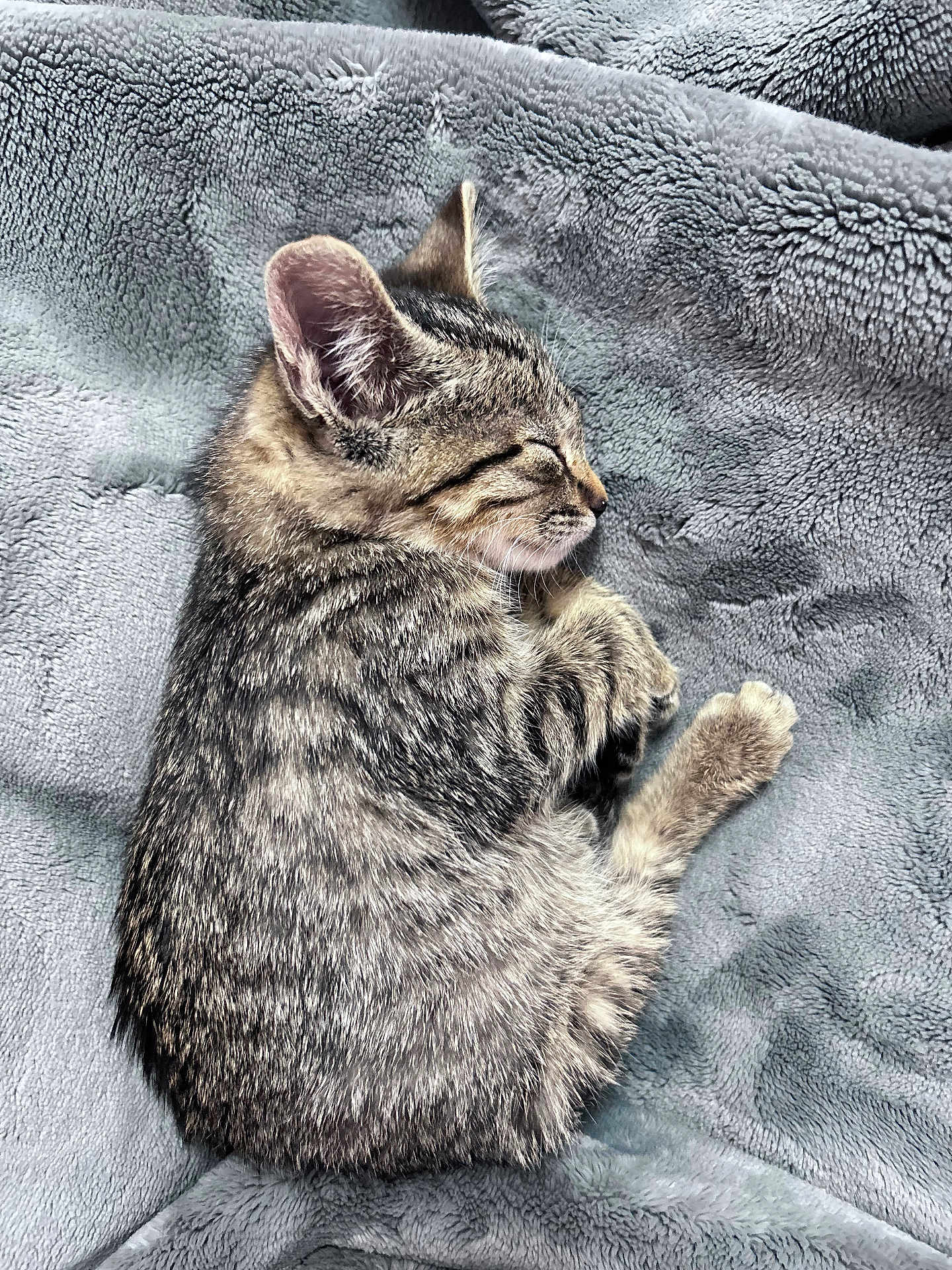 Lola joined the competition — help win amazing prizes! kitten, tabby, sleeping, cat, pet, fur, cute, animal, cozy, blanket, soft, resting, domestic_cat, feline, young, peaceful, whiskers, ear, paw, gray