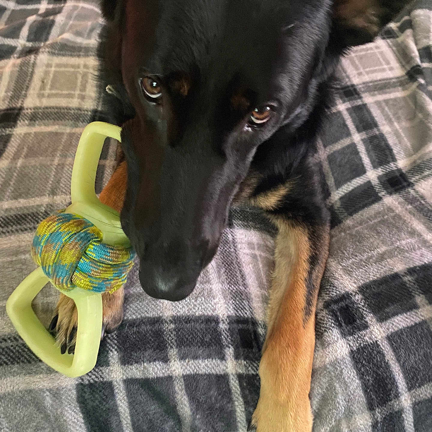Blue joined the competition — help win amazing prizes! animal, bed, black_dog, canine, close_up, dog, ears, fur, indoor, laying_down, looking_up, paws, pet, pet_toy, plaid_blanket, playful, resting, rope_toy, snout, tan_paws