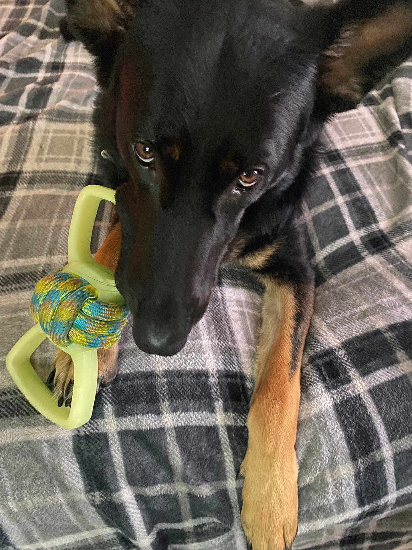 Blue joined the competition — help win amazing prizes! dog, black_dog, tan_paws, pet_toy, rope_toy, plaid_blanket, indoor, close_up, animal, canine, pet, laying_down, looking_up, fur, ears, paws, snout, bed, resting, playful
