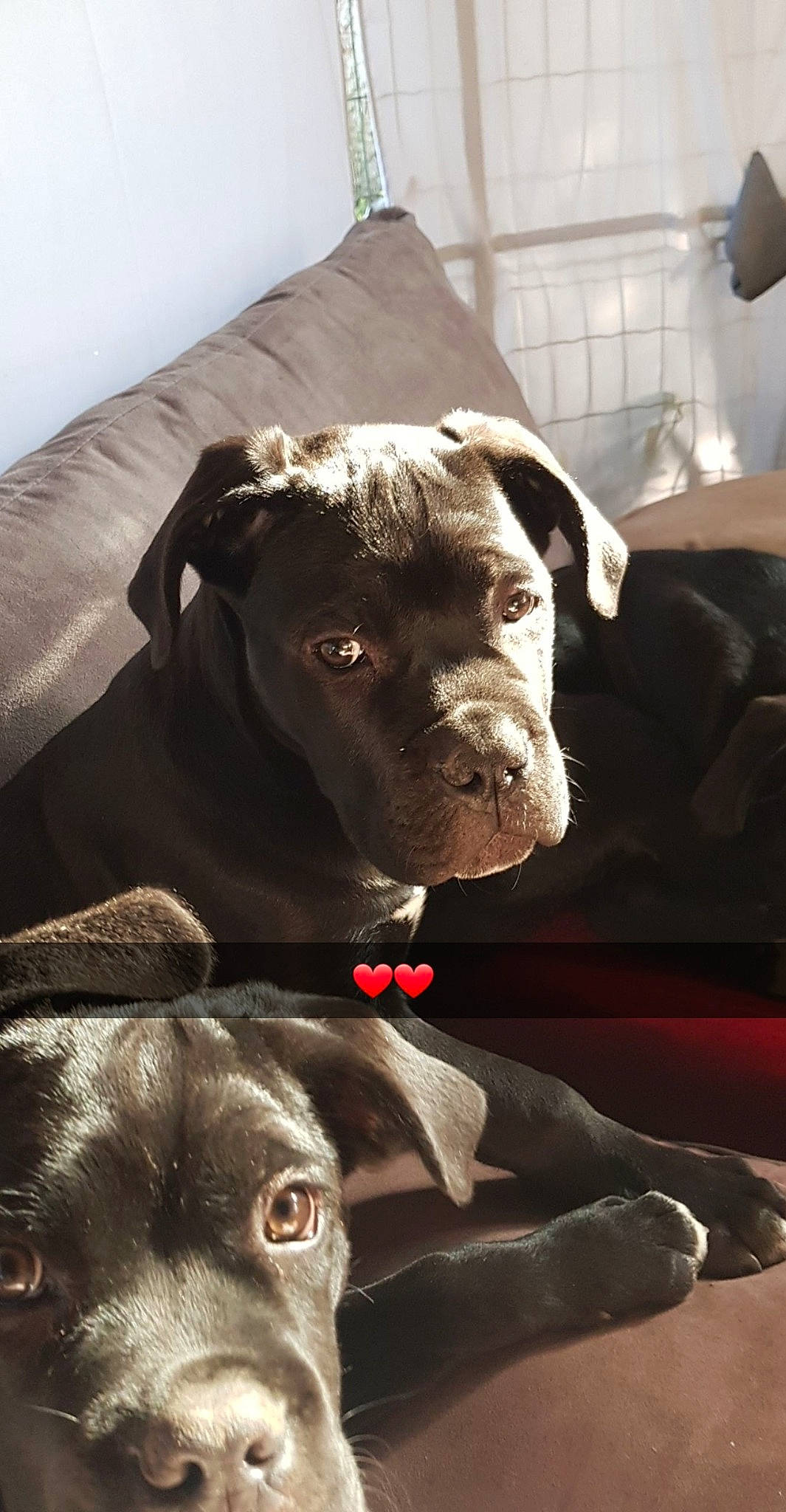 Poska a rejoint le concours — aidez-le/la à gagner de superbes lots ! american_pit_bull_terrier, bandog, cane_corso, canidae, carnivore, dog, dog_breed, fawn, mammal, molosser, non_sporting_group, pit_bull, snout, sporting_group, staffordshire_bull_terrier, vertebrate