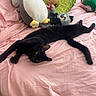 Bambi joined the competition — help win amazing prizes! animal, avocado_plush, bed, black_cat, cat, colorful, cozy, cute, domestic_cat, feline, indoor, penguin_plush, pet, pink_bedspread, plush_toys, relaxed, sloth_plush, soft_texture, stretching, stuffed_animals