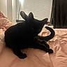 Bambi is registered to the contest to win money with this photo: animal, bed, black_cat, cat, cozy, dark, domestic, ears, eyes, feline, indoor, lamp, pet, pink_bedspread, resting, room, shadow, sleeping, tail, window_blinds