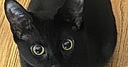 Bambi joined the competition — help win amazing prizes! alert, animal, black_cat, cat, companion, curious, cute, domestic_cat, ears, eyes, feline, fur, indoor, looking_up, mammal, pet, sitting, small, whiskers, wooden_floor