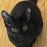 alert, animal, black_cat, cat, companion, curious, cute, domestic_cat, ears, eyes, feline, fur, indoor, looking_up, mammal, pet, sitting, small, whiskers, wooden_floor