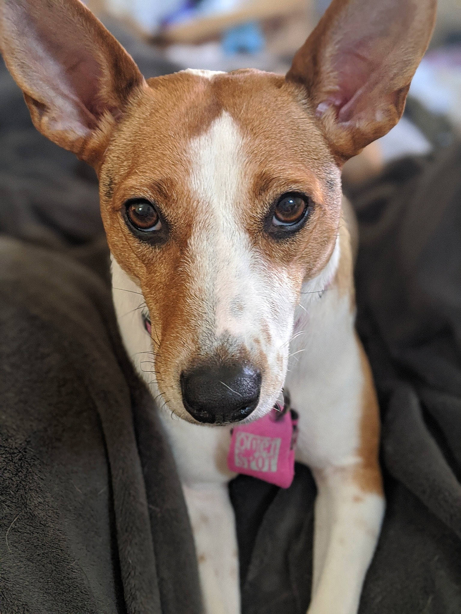 Kira joined the competition — help win amazing prizes! ancient_dog_breeds, canidae, carnivore, collar, companion_dog, dog, dog_breed, dog_collar, dog_sports, ear, fawn, fur, hunting_dog, sighthound, snout, sporting_group, terrestrial_animal, terrier, whiskers, working_animal