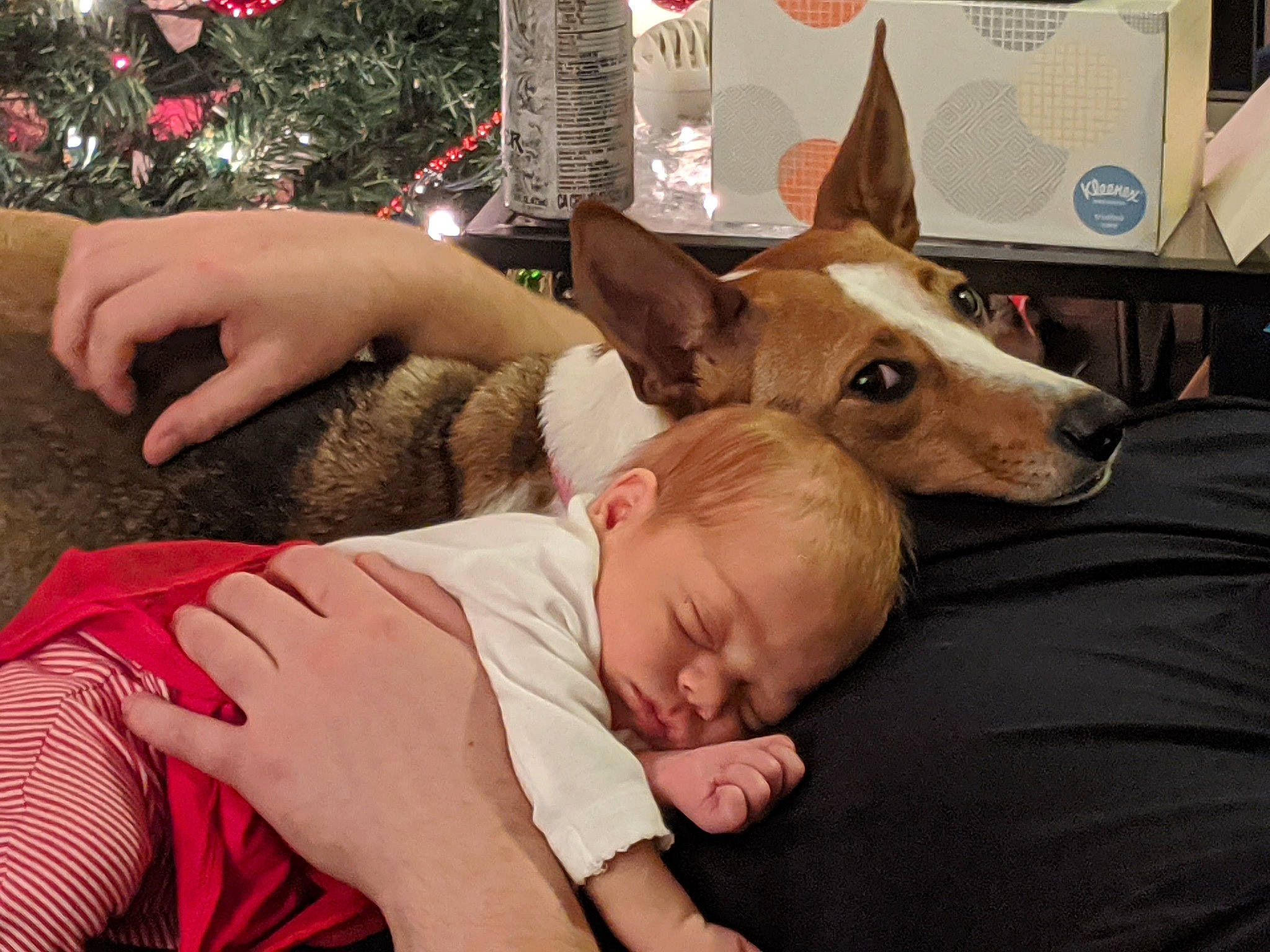 Kira is registered to the contest to win money with this photo: baby, carnivore, christmas_tree, comfort, companion_dog, dog, dog_breed, ear, event, fawn, happy, holiday, lap, linens, nap, party_hat, sitting, toddler, toy_dog, whiskers