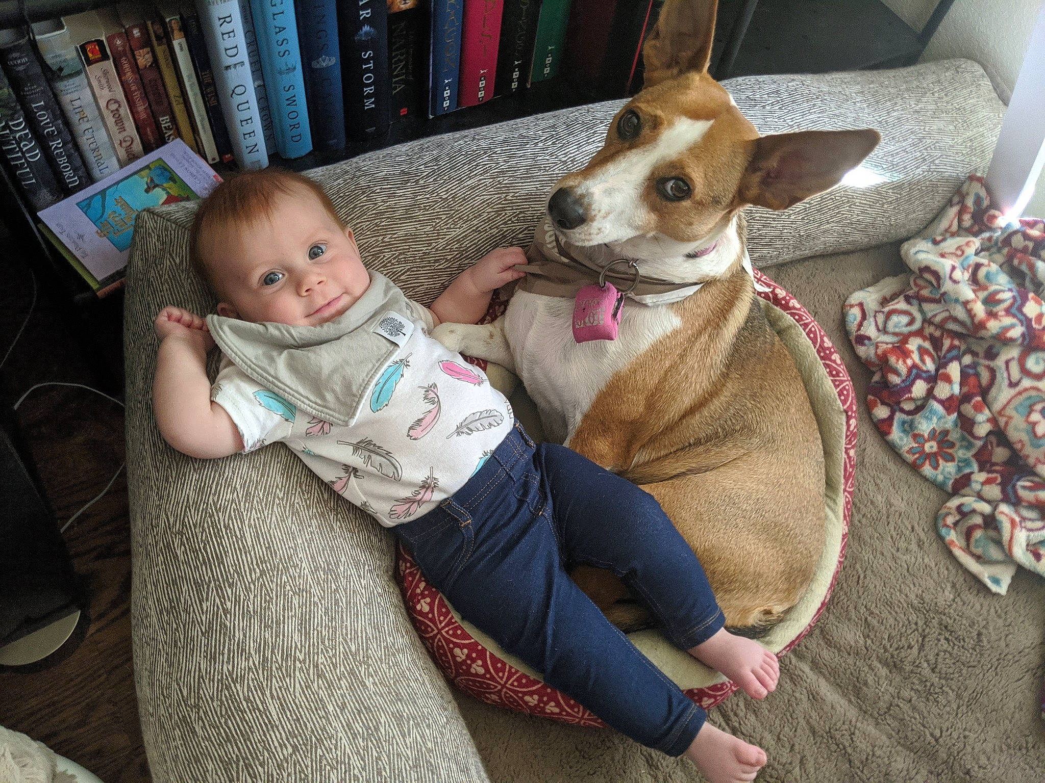 Kira joined the competition — help win amazing prizes! baby, baby_toddler_clothing, bookcase, carnivore, comfort, companion_dog, dog, dog_breed, dog_supply, fawn, flooring, fur, lap, publication, room, shelf, shelving, sitting, sporting_group, toddler