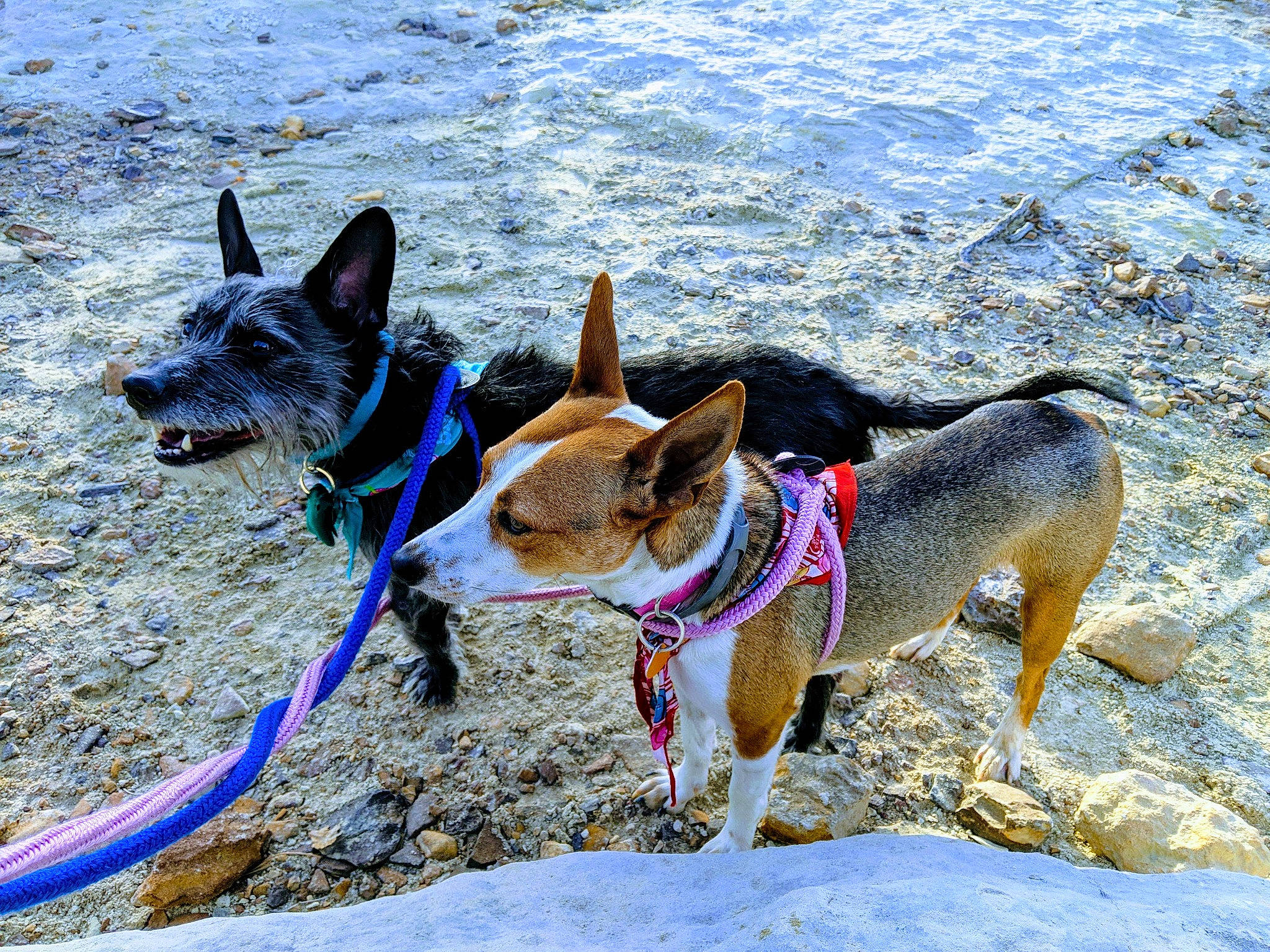 Roo And Kira joined the competition — help win amazing prizes! carnivore, collar, companion_dog, dog, dog_breed, dog_collar, dog_hiking, dog_supply, electric_blue, fashion_accessory, fawn, leash, pack_animal, pet_supply, recreation, snout, terrier, travel, water, working_animal
