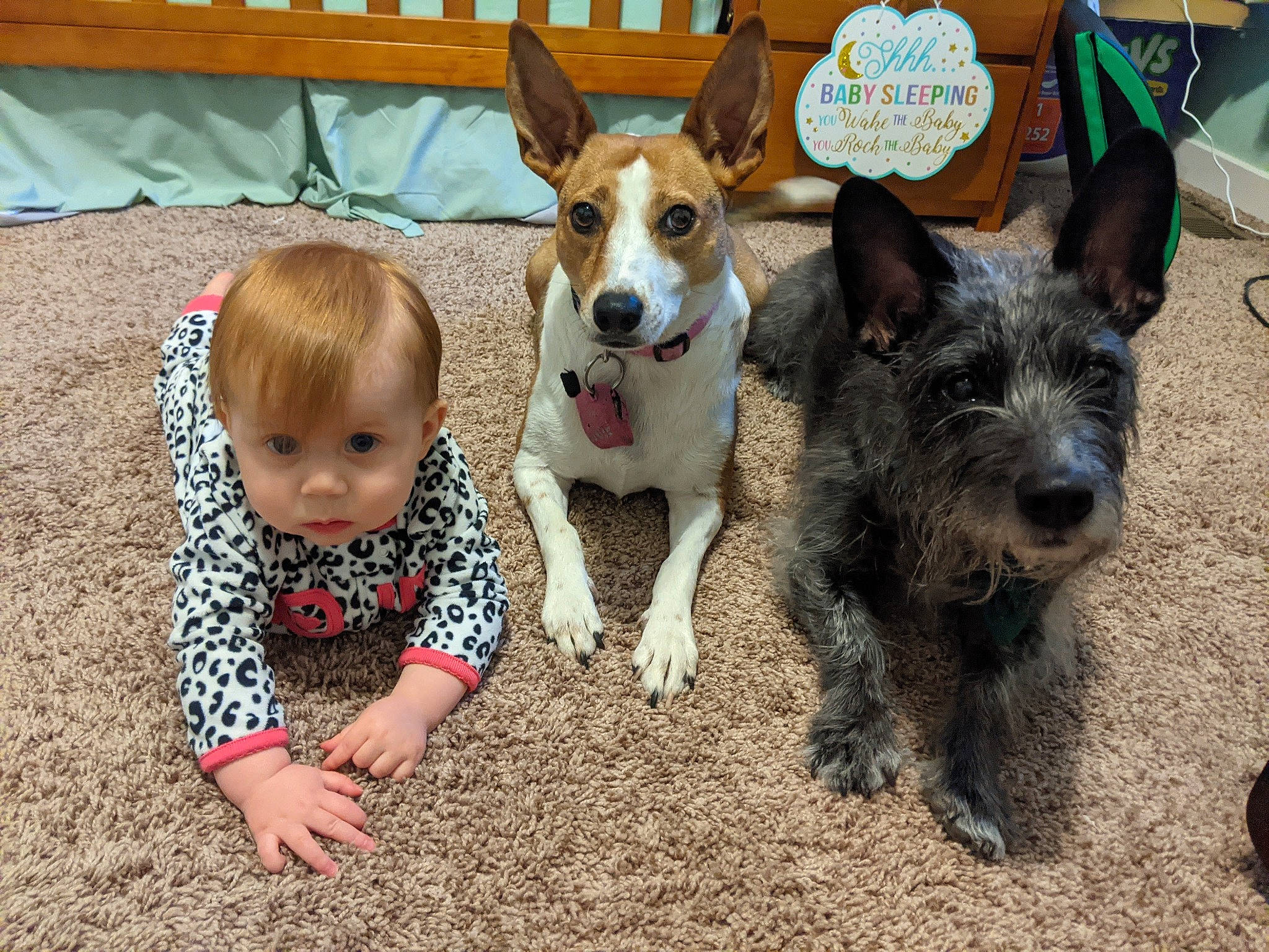 Roo And Kira is registered to the contest to win money with this photo: baby, canidae, carnivore, collar, companion_dog, dog, dog_breed, dog_supply, fawn, fur, leash, mammal, snout, soil, sporting_group, terrier, toddler, vertebrate, working_animal, working_dog