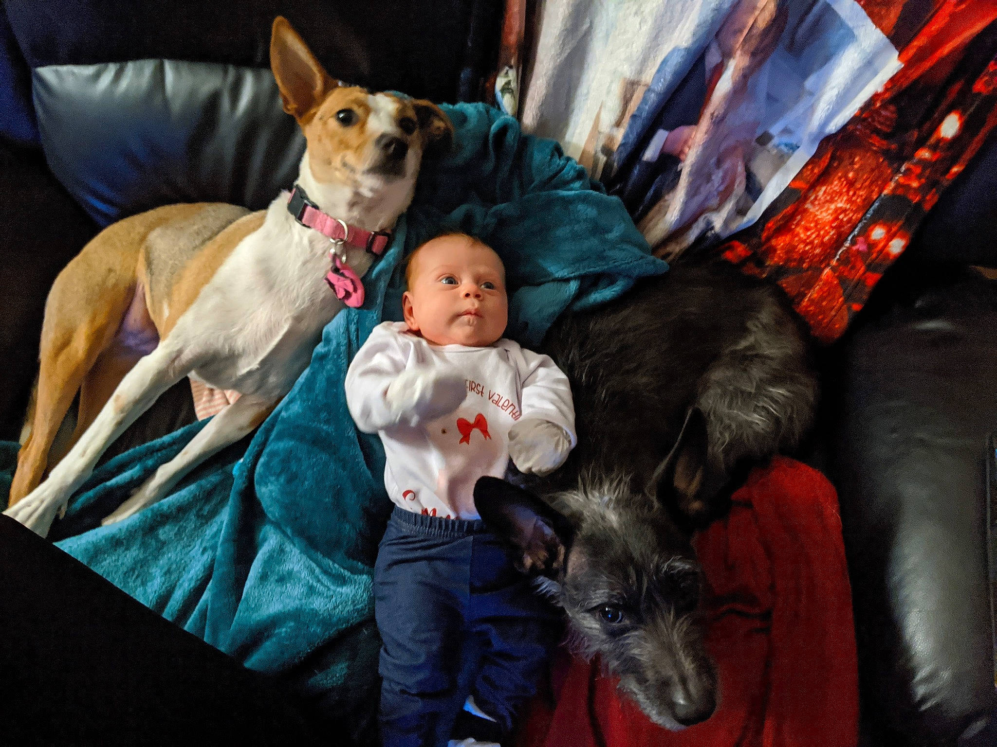 Roo And Kira is registered to the contest to win money with this photo: canidae, carnivore, comfort, companion_dog, couch, dog, dog_breed, dog_supply, event, fawn, fun, fur, interaction, lap, leisure, mammal, smile, sporting_group, toddler, vertebrate