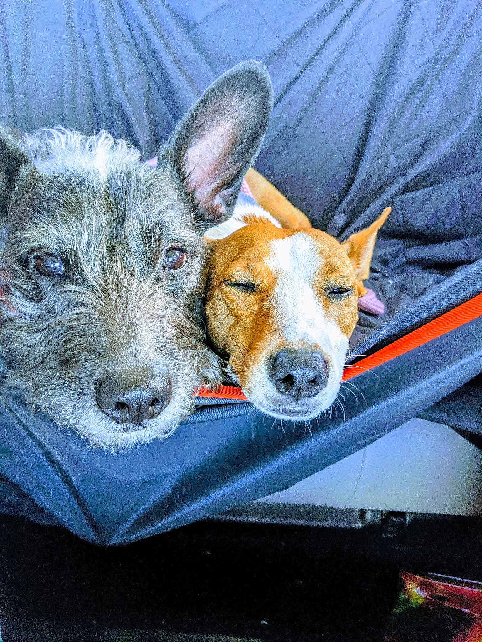 Roo And Kira is registered to the contest to win money with this photo: canidae, carnivore, collar, companion_dog, dog, dog_breed, fawn, fur, grass, herding_dog, mammal, puppy, snout, sporting_group, tableware, terrestrial_animal, vertebrate, whiskers, windshield, working_animal