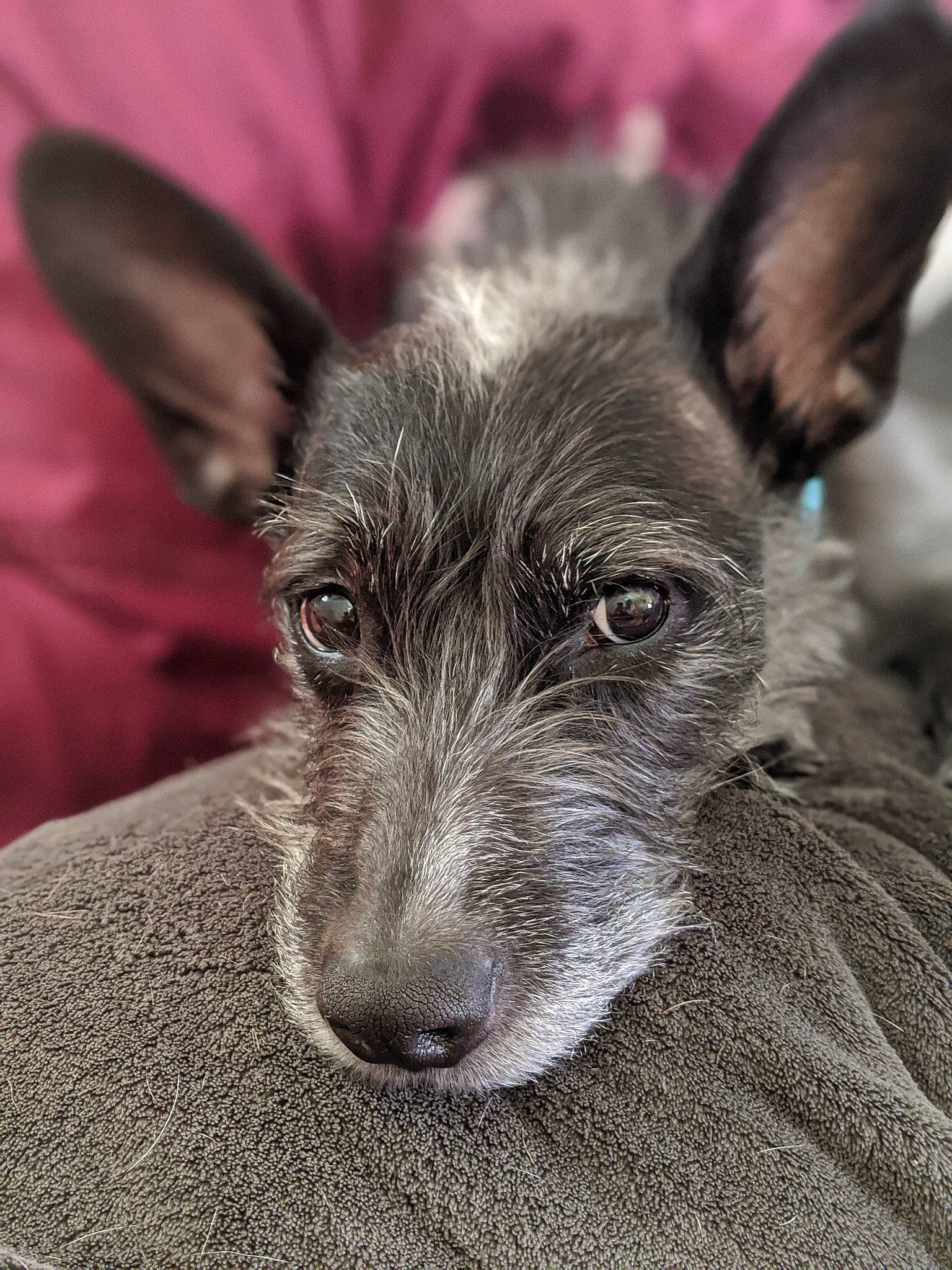 Roo is registered to the contest to win money with this photo: ancient_dog_breeds, canidae, carnivore, close_up, companion_dog, dog, dog_breed, ear, eye, fawn, fur, grey, non_sporting_group, snout, sporting_group, terrestrial_animal, toy_dog, whiskers, working_animal, working_dog