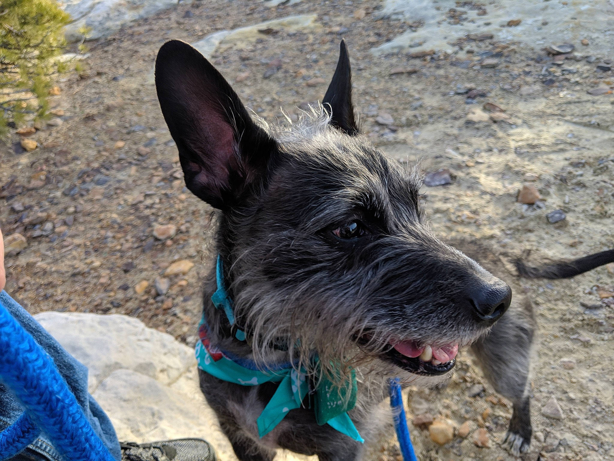 Roo joined the competition — help win amazing prizes! blue, canidae, carnivore, collar, companion_dog, dog, dog_breed, dog_collar, dog_supply, electric_blue, fawn, non_sporting_group, plant, snout, sporting_group, terrier, texas_heeler, vertebrate, working_animal, working_dog