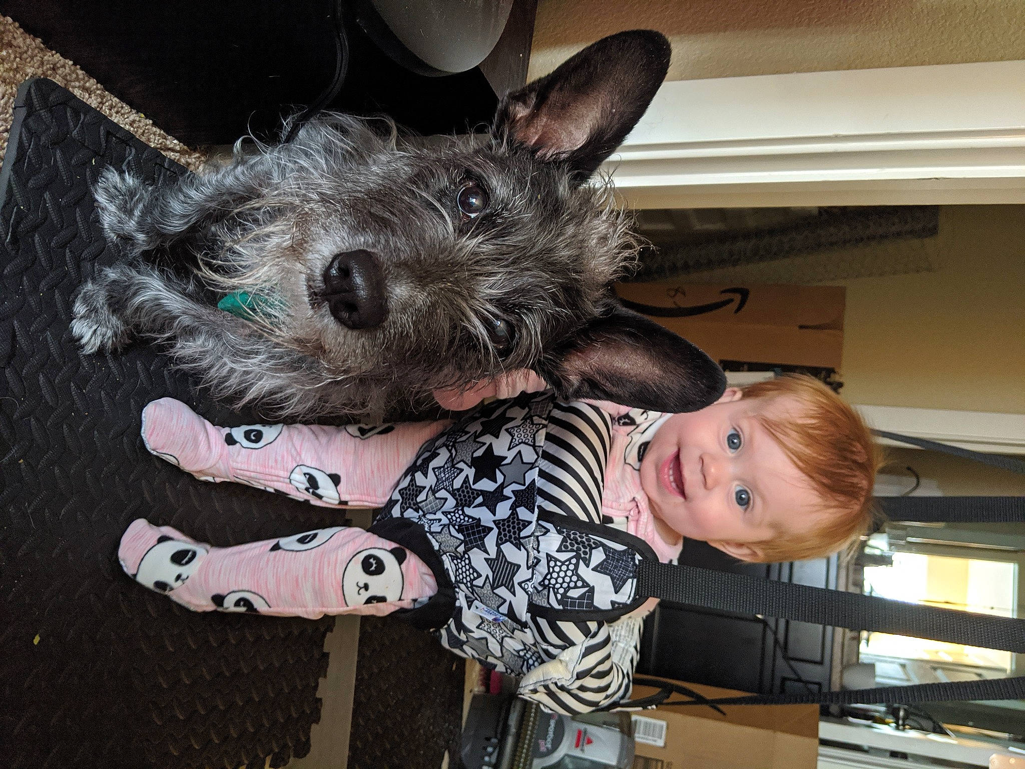 Roo joined the competition — help win amazing prizes! canidae, carnivore, chinese_crested_dog, companion_dog, dog, dog_breed, ear, fawn, fur, holiday, non_sporting_group, party_hat, party_supply, small_terrier, smile, snout, sporting_group, t_shirt, toddler, toy_dog