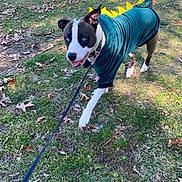 Shadow joined the competition — help win amazing prizes! animal, autumn, blue_eyes, canine, costume, cute, dinosaur, dog, fun, grass, green, happy, leash, leaves, nature, outdoor, park, pet, playful, walking