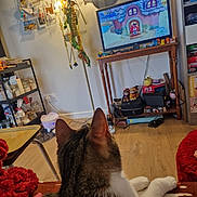 Athéna participe au concours pour gagner de l'argent avec cette photo : blanket, cat, cord, couch, decorations, floor, furniture, indoor, lamp, living_room, mirror, pet, power_outlet, relaxing, shelf, table, television, toy, video_game, wood_floor
