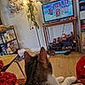 blanket, cat, cord, couch, decorations, floor, furniture, indoor, lamp, living_room, mirror, pet, power_outlet, relaxing, shelf, table, television, toy, video_game, wood_floor
