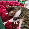Athéna participe au concours pour gagner de l'argent avec cette photo : cat, tabby, blanket, red, fur, cozy, indoor, pet, resting, furniture, couch, relaxing, white_paw, striped, sleepy, soft_texture, home, animal, cute, comfort