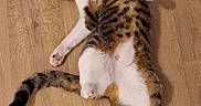 Athéna a rejoint le concours — aidez-le/la à gagner de superbes lots ! cat, tabby, white_fur, wooden_floor, pet, animal, indoor, lying_down, curious, alert, feline, whiskers, tail, paws, domestic_animal, cute, relaxed, fur, playful, mammal