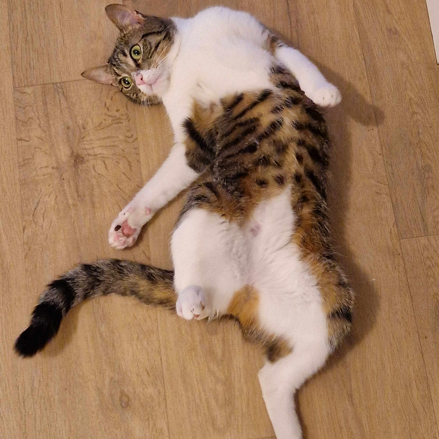Athéna a rejoint le concours — aidez-le/la à gagner de superbes lots ! cat, tabby, white_fur, wooden_floor, pet, animal, indoor, lying_down, curious, alert, feline, whiskers, tail, paws, domestic_animal, cute, relaxed, fur, playful, mammal