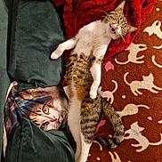 Athéna participe au concours pour gagner de l'argent avec cette photo : cat, tabby_cat, lying_down, open_mouth, red_blanket, cat_pillow, cat_carpet, indoor, cozy, relaxed, feline, pattern, fabric, soft_texture, pet, animal, resting, cute, home, decor