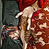 cat, tabby_cat, lying_down, open_mouth, red_blanket, cat_pillow, cat_carpet, indoor, cozy, relaxed, feline, pattern, fabric, soft_texture, pet, animal, resting, cute, home, decor