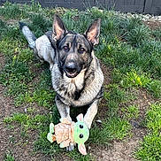 Hudson is registered to the contest to win money with this photo: dog, german_shepherd, grass, toy, plush, baby_yoda, outdoor, pet, animal, fence, greenery, playful, cute, ears, paws, happy, canine, nature, smiling, portrait
