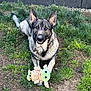 dog, german_shepherd, grass, toy, plush, baby_yoda, outdoor, pet, animal, fence, greenery, playful, cute, ears, paws, happy, canine, nature, smiling, portrait